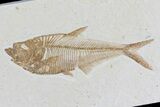 Diplomystus Fossil Fish - Wyoming #81436-1